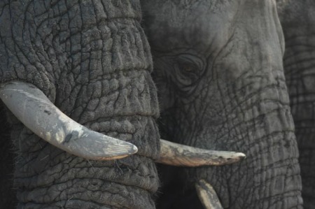 Elephants in Botswana by Nick Smith, nicksmithphoto